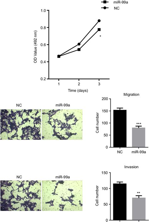 Mir 99a Suppressed Proliferation And Metastasis Of Crc Cells In Vitro