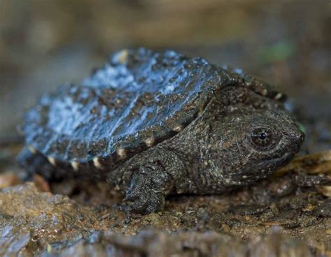 Snapping Turtle Eggs