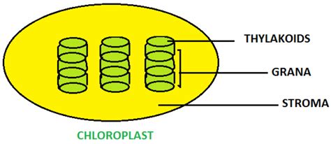 Chlorophyll Diagram For Kids