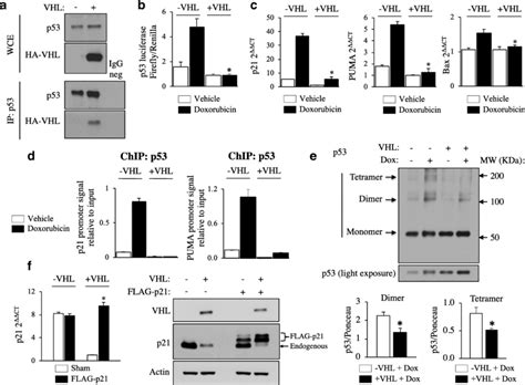 Vhl Inhibits P53 Tetramerization And Promotes Binding And Expression Download Scientific