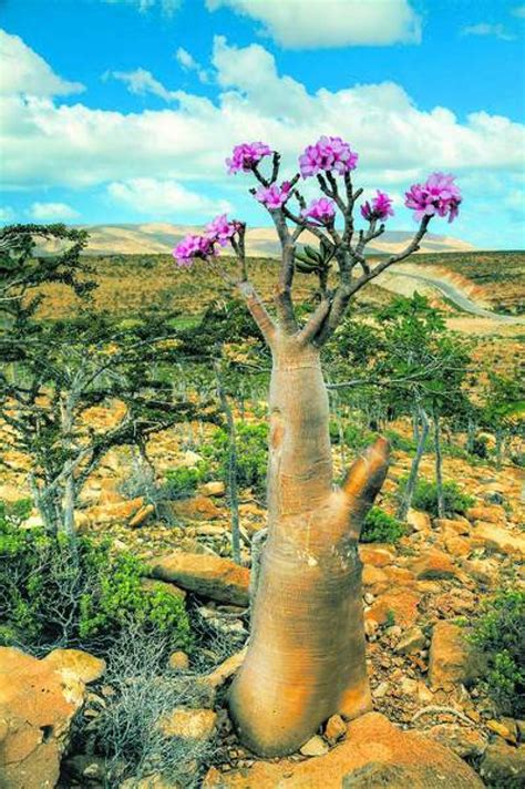 Cum Arată Insula Socotra Unul Dintre Cele Mai Izolate Locuri Din Lume