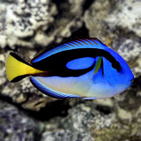 Yellow Belly Regal Blue Tang Saltwater Aquarium Fish For Marine Aquariums