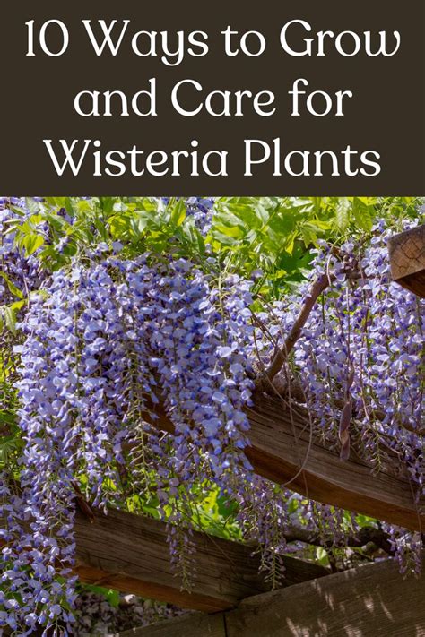 Ways To Grow And Care For Wisteria Plants Wisteria Plant Wisteria