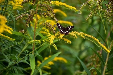 Weekly Photography Assignment Garden Nature Nature TTL