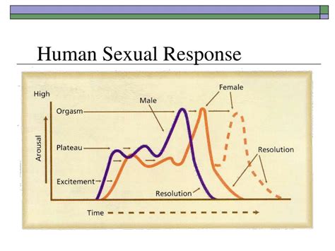 Ppt Sex And The Brain Powerpoint Presentation Free Download Id380046