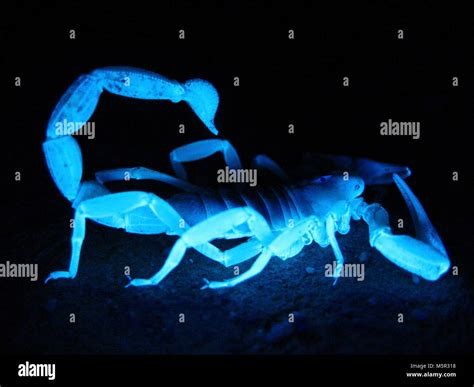 Giant Hairy Scorpion Hadrurus Arizonensis Stock Photo Alamy