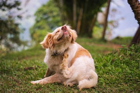 Dermatitis Atópica Canina Síntomas Y Tratamiento Verti