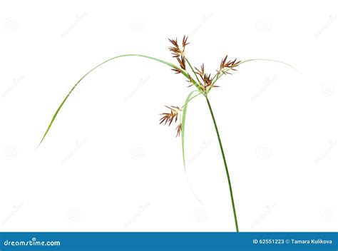 One Stem Of Cyperus Plant Stock Image Image Of Single 62551223