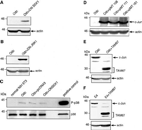 Western Blot Analyses Of The Expression Of Dominant Negative Dn Sek