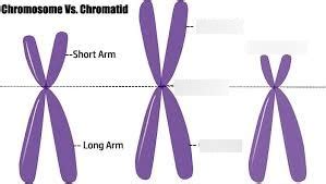 Chromatin vs. Chromatid Diagram | Quizlet