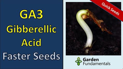 Gibberellic Acid GA3 Germinate Seeds Faster How And When YouTube