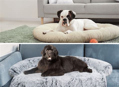 Dog Sofa Beds Are Perfect To Keep Your Canine Comfy