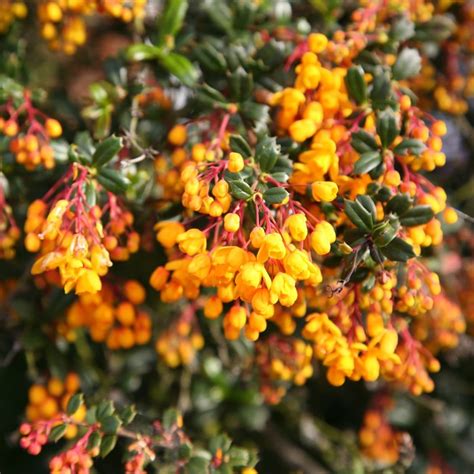 Buy Darwins Barberry Berberis Darwinii Delivery By Waitrose Garden In