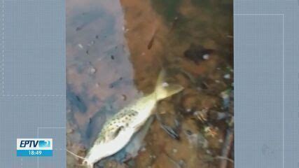 Mau cheiro e morte de peixes no Rio Mogi Guaçu levam moradores e