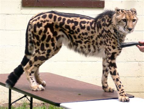 Cheetah - WikiFur, the furry encyclopedia