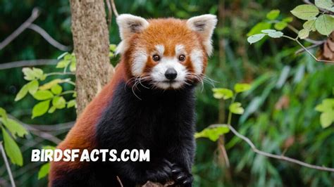 The Red Panda Habitat Understanding the Natural Home of This Endangered ...