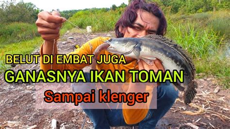 Mancing Ikan Toman Di Hutan Kalimantan Youtube