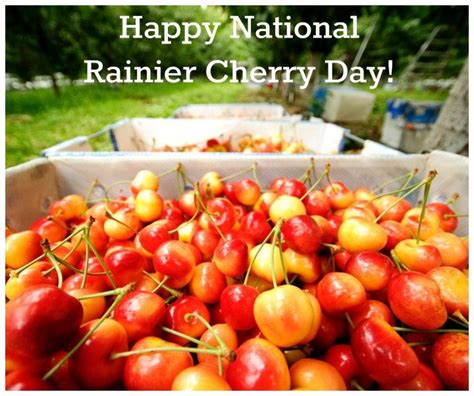 National Rainier Cherry Day Stemilt Rainier Cherries Cherry