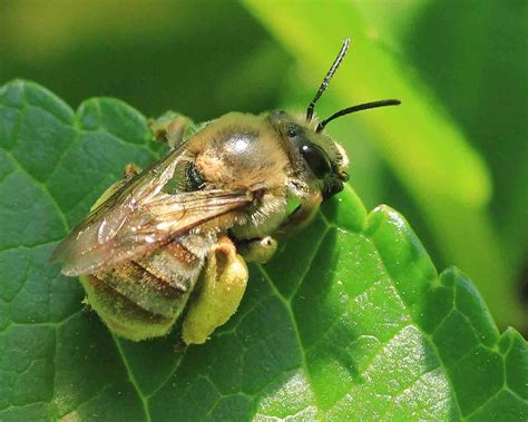 ミツクリヒゲナガハナバチ♀・コハナバチ科 : こん近のblog