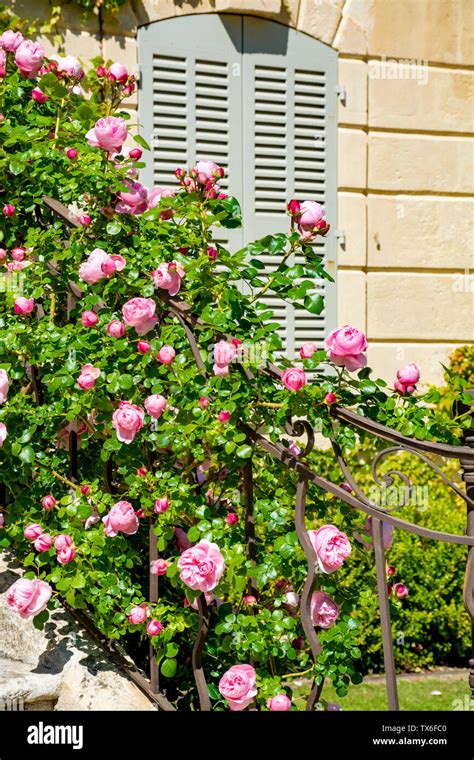 Blossom of pink rose flowers growing in castle garden in Provence ...