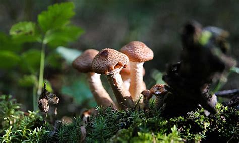 Edible Fungi Background Images, HD Pictures and Wallpaper For Free ...