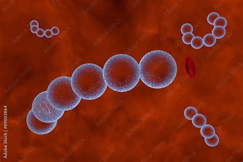 Streptococci. Spherical bacteria on the surface of skin or mucous ...