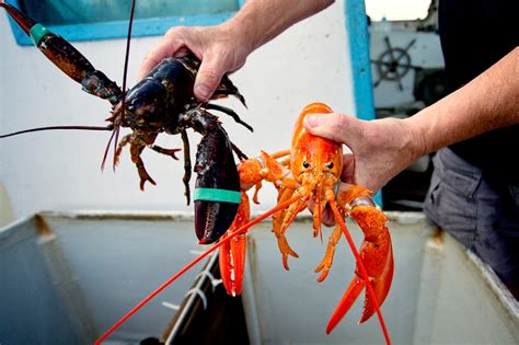 Rare white lobster caught off Chebeague Island