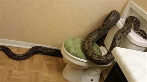 Horrifying Sences Massive 12 Foot Python Slithers Through Toilet Startles Homeowner Homie Daily