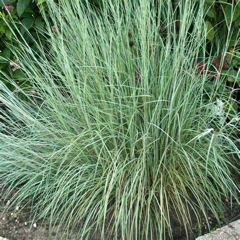 Prairie Blues Little Bluestem | Sooner Plant Farm