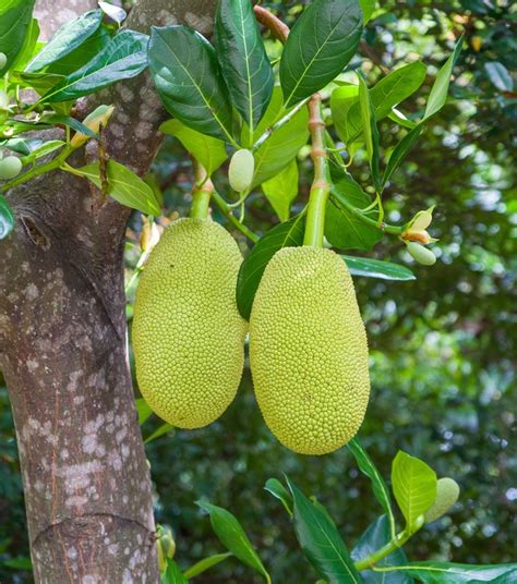 Jackfruit Plant Tree Of Jackfruit Greenverz