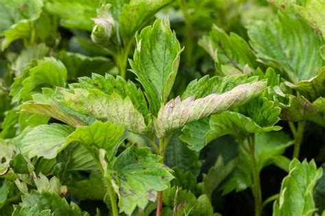 The 19 Most Common Strawberry Plant Pests And Diseases