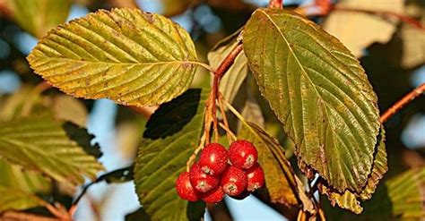 Sorbus aria seed | BELL Garden Company,Wholesale Plant seeds,Alive roots,Medicinal herbs ...