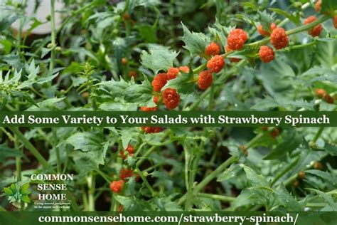 Strawberry Spinach Easy Care Salad Green With Edible Berries