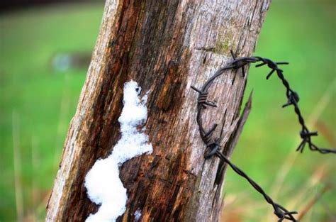 Free Images Tree Nature Branch Barbed Wire Leaf Trunk Wildlife