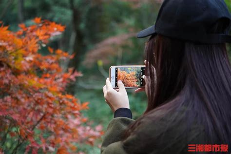 岳麓山红枫节来了，等您赴约 城事 新湖南