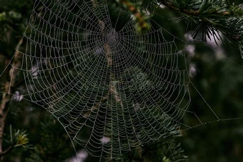 Spider Web Covered With Dew Drops Between Tree Branches Stock Image