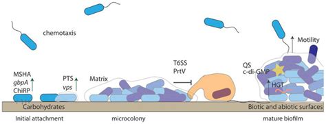 Biofilm Formation Enhances Vibrio Cholerae Persistence V Cholerae