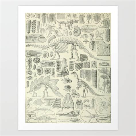 fossil chart art print  blue specs studio society