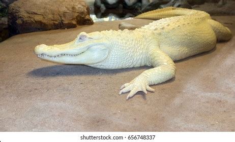 47,656 White alligator Images, Stock Photos & Vectors | Shutterstock