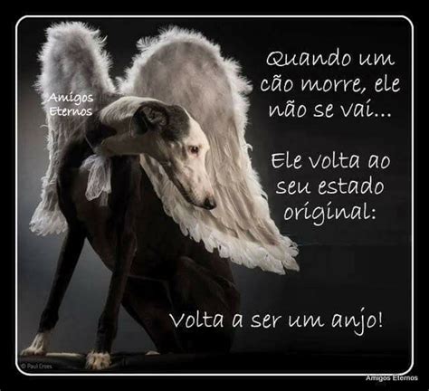 Pin Em Frases Animais Parte