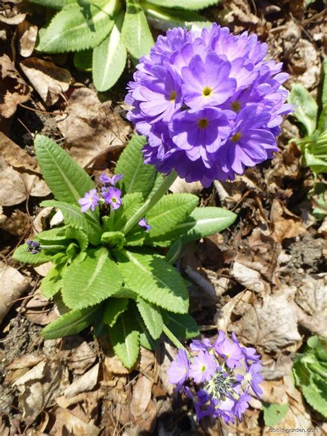 Drumstick Primrose About