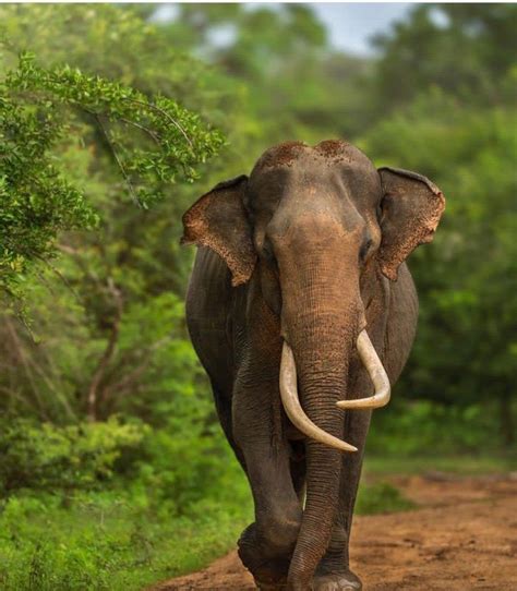 Elephants in Sri Lanka