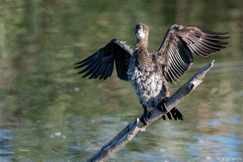 Fb Cormoran Pygm E Fabienne Boschetti Flickr