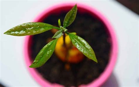 Easy Ways To Grow Avocado Plant From Seed Slick Garden