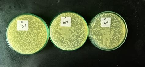 How To Obtain Plaques Of Phages By Double Layer Agar Assay Researchgate