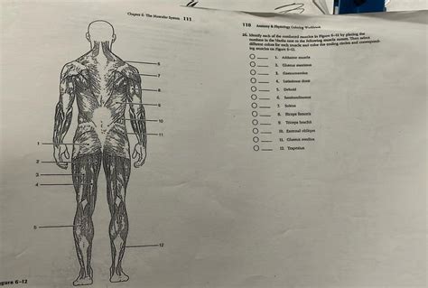 Anatomy And Physiology Coloring Workbook Answer Key Chapter