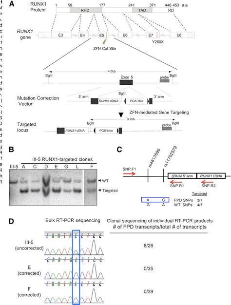 Figure 1 From Targeted Correction Of Runx1 Mutation In Fpd Patient Specific Induced Pluripotent