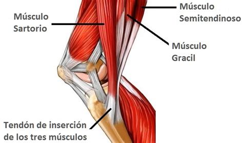 Qué es la pata de ganso Causas síntomas y tratamiento Cranium