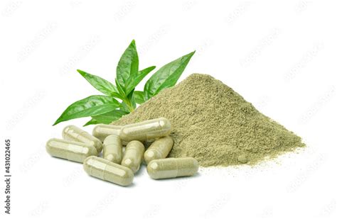 Andrographis Paniculata Capsules With Powder And Fresh Leaf Isolated On