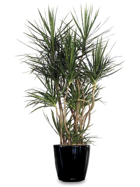 Dracaena Marginata Low Light Easy Care Looks Cool Indoor Plants